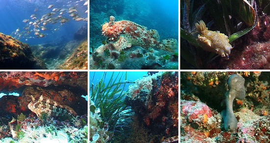 Fischswarm, roter Drachenkopf, gelb-violette Sternschnecke,
Schleimfisch, Posidonia-Seegras, Feigenschwamm
