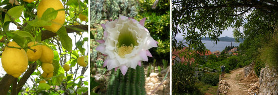 Zitronen, Kaktusblüte, auf dem Weg zum Kloster