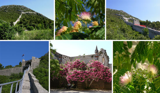 Stadtmauer von Ston, Blüten, Blüten, Blüten