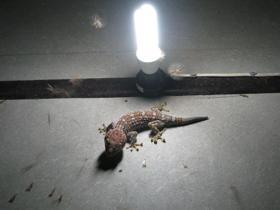wir beobachteten die geckos beim abendessen, die sich einfach nur unter die lampen legen muessten und das maul aufreissen