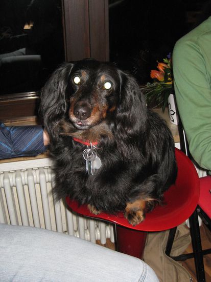 und unser blacky, der alte herr, hat das jahr auch heil ueberlebt. ob er uns noch gekannt hat? fragwuerdig im ersten moment, doch da er grad auf meinen fuessen liegt geh ich davon aus, dass er es jetzt kapiert hat