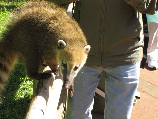 und dieser nasenbaer wollte chris ANGREIFEN! es war echt gefaehrlich im park