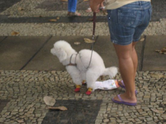 ein schnappschuss vom "aus-der-hand- fotograf" chris: ein pudel mit schuhen verrichtet sein geschaeft auf eine zeitung. fast alle pudel haben schuhe an... wir waren uns uneinig, ob wir mit dem pudel mitleid haben sollen oder mit dem besitzer, der alle haeufchen aufsammeln muss...
