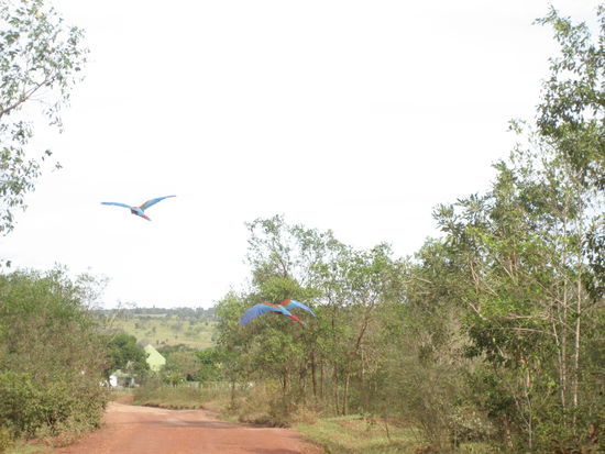 und ploetzlich hatte chris einen voellig unerwarteten beinahe zusammenstoss mit zwei aras, die von rechts aus dem busch flogen. das sind unvergesliche erlebnisse! wir haben die letzten wochen danach noch viele aras gesehen, und sehr viel naeher, doch diese beiden waren besonders!