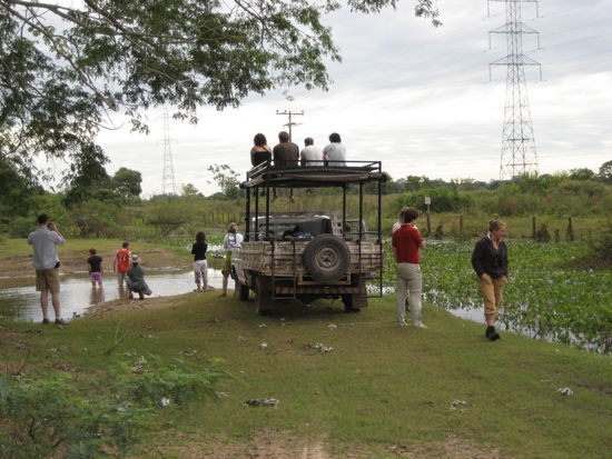 stop am ersten wasserloch, um alligatoren mit flip-flops an der schnur anzulocken...