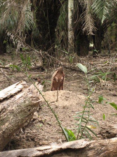 ein echt suesses guerteltier, welches uns sehr nah herankommen lies, bis es schliesslich langsam in seinen bau trottete