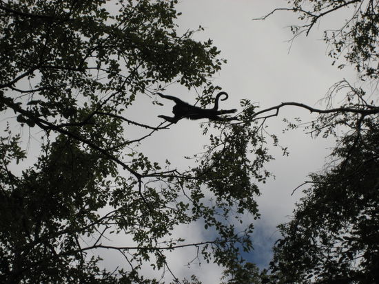 ein bruellaffe auf dem sprung von baum zu baum
