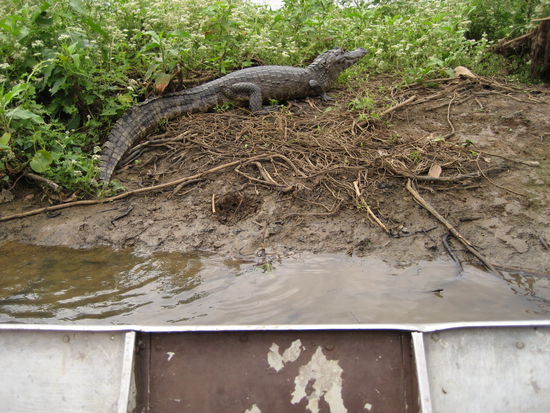langsam fuhren wir mit dem boot an die alligatoren ran...