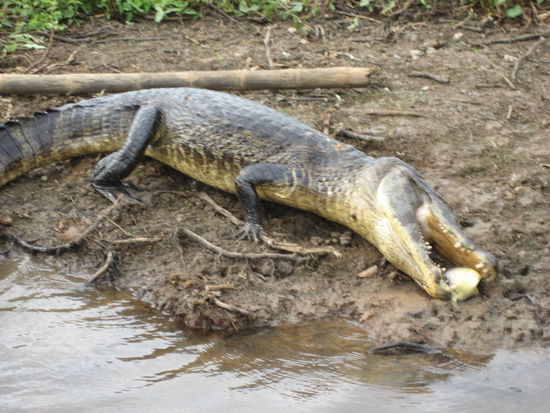 ...um sie dann mit ruck zuck gefangenen piranhas zu fuettern. in millisekunden war der fisch zermalmt...