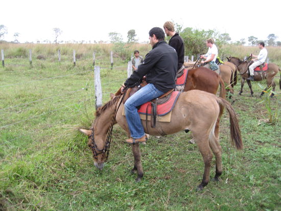 ...und chris sein gaul hat lieber gefressen als dass er laufen wollte!