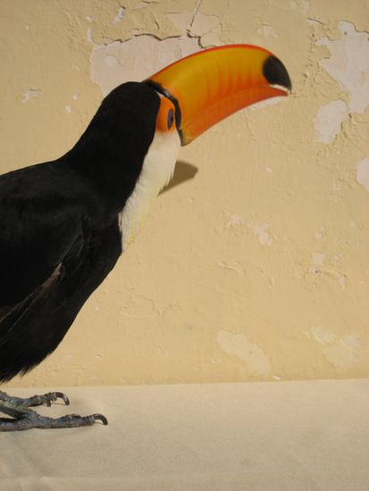 der lahmgelegte, fluegelgestutzte, zahme tukan im hostel in santa cruz - aufgrund des ueberdimensionalen schnabels muesste er eigentlich immer nach vorne kippen