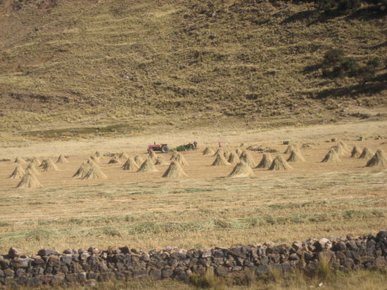 wie bei uns werden die abgeernteten getreidebueschel in "heinzen" zum trocknen aufgestellt. dann allerdings wie bei uns vor 100 jahren mit pferden oder von hand gedrescht. dies ist uebrigens auch fast der einzige traktor, den wir bisher bei der feldarbeit gesehen haben. eigentlich muessen immer esel herhalten, die man oft vor lauter bueschel auf dem ruecken gar nicht mehr erkennt.