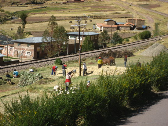 rechts im bild sieht man die pferde, wie sie im kreis herum das getreide dreschen. drumherum arbeitet die ganze familie