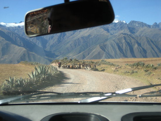 auf der strecke mussten wir immer wieder hupend einen weg durch schafsherden bahnen, was fuer jake ebenfalls "scary" war 