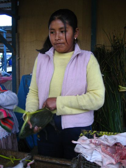hier wird eines der meerschweinchen in ein transport-netz verpackt. zuhause werden die tiere dann als haustier gehalten und bei bedarf gegessen.