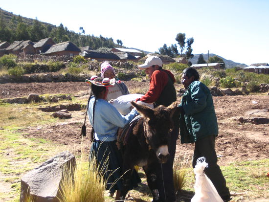ein esel, hier immer noch das haupt-transportmittel fuer lasten, wird mit kiessaecken beladen. die beinchen sind ganz rund geworden...