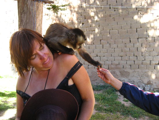 in einem garten-restaurant gab es einen angebundenen affen, der zum einen spass an birgits ausschnitt hatte  und zum anderen in jake verliebt war und ihn entweder ansprang oder lauste oder kratzte...