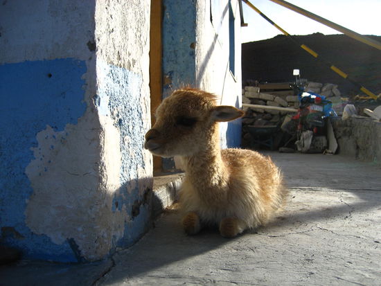 ein baby lama, das den kontakt zu touristen sucht