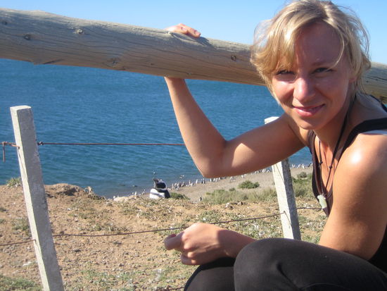 die kolonie lebt entlang den kuesten. ein teil der pinuine ist unten am wasser, der rest ist ueber die haenge verstreut, wo sie ihre hoehlen und nester haben. 
es ist einfach wunderbar, tiere in deren natuerlichen umgebungen anschauen zu duerfen!