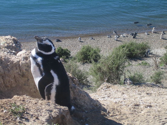 es sind komische tiere!...
tapsige kameraden, die muehsam die haenge hoch und runter watscheln. man fragt sich, warum sie sich keinen weniger steilen huegel ausgesucht haben. wie zweijaehrige kinder rutschen und schlittern sie die haenge runter. es ist fasziniernd dazusitzen und zuzuschauen.