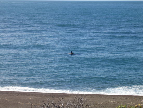 hier haben wir den ersten orca zum ersten mal ueber wasser gesehen. beim anblick der flosse laeuft es einem wirklich im ersten moment kalt den ruecken runter!