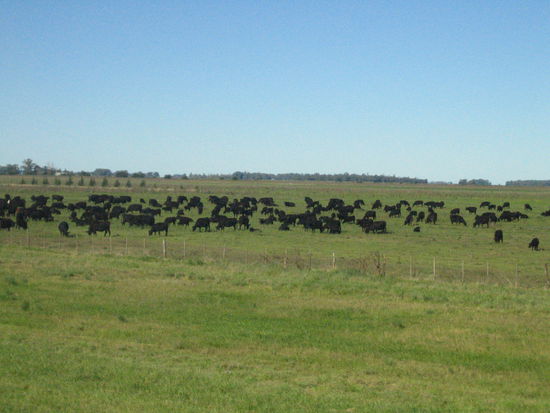 und man faehrt und faehrt und faehrt... vorbei an millionen von rindern. der immense fleischbedarf muss ja auch gedeckt sein...