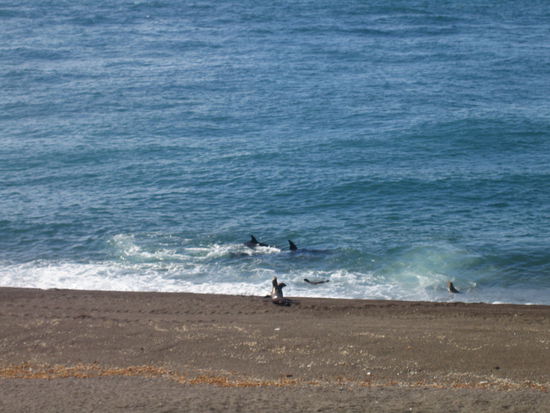 eine robbe war so doof, provozierend vor den orcas rumzuschwimmen und promt kamen sie angeschwommen. kurz gings ab im wasser! ein tierfilm ist kinderquatsch dagegen!
die orcas waren genau fuer 10 minuten da - wir selbst waren fuer ca. 1 stunde an diesem abschnitt der kueste. es war also wirklich glueck dass wir orcas sehen konnten.
ach ja,...
die drei orcas, die da waren, hiessen unter anderem mel und jasmin... wir haben den ranger gefragt und er hat keine zwei sekunden gebraucht um in seinem katalog nach den beiden zu blaettern. naja, sooo selten kommen sie dann wohl doch nicht...