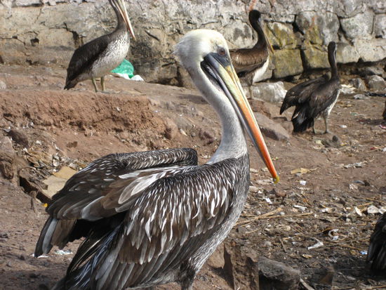 pelikane, die auf die fischabfaelle warten. hab noch nie den beruehmten pelikan gesehen, der frueher immer auf meinem fueller war. das isser.