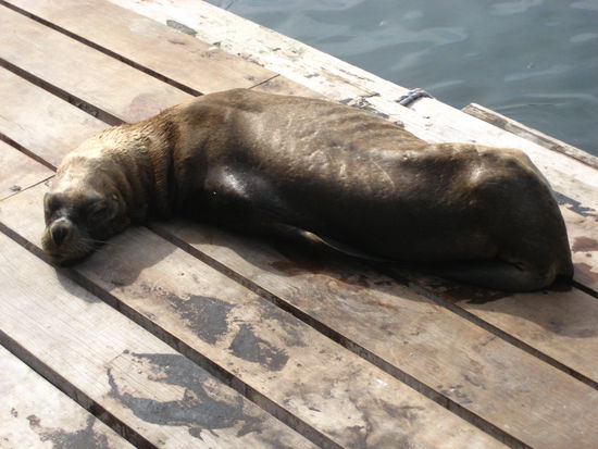 faule und extrem duerre robbe am hafensteg