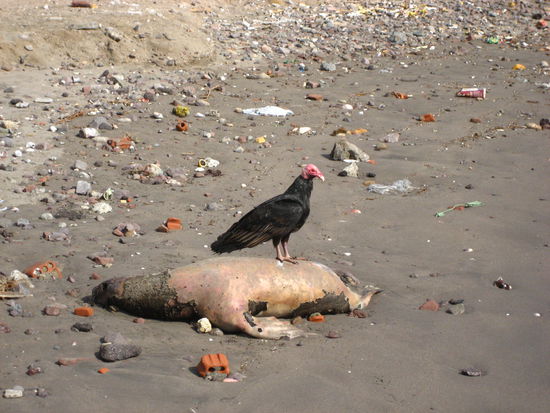 und tote robbe ohne augen mit geier... leben und leben lassen