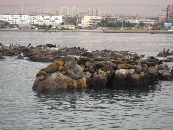 und ohne es zu erwarten fuhren wir an dieser robbenkolonie vorbei. woanders bezahlt man viel geld dafuer und hier liegen sie mitten im hafen!