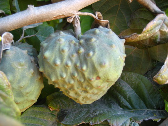 und das ist eine besonders herzige cherimoya frucht