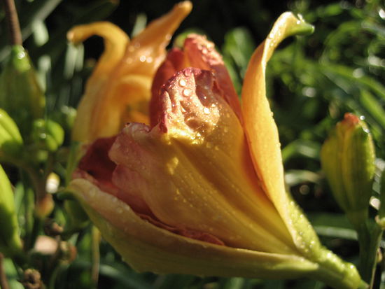 schoen bepflanzte gaerten