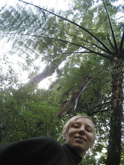 faszinierender baumfarn