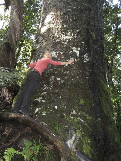 und das ist einer der riesen kauri-baeume