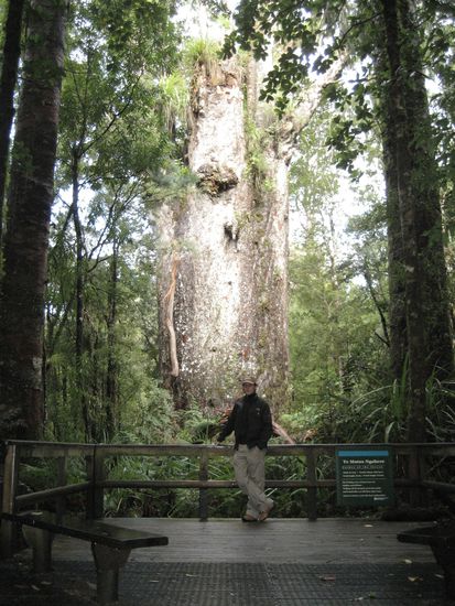 dies ist der "vater des waldes" - oben brach erst neulich anscheinend einer der letzten kronen ab, weshalb es ein wenig eher einem stummel gleicht als einem maechtigen baum. doch die groesse des stammes ist unglaublich. wir haben 1000 bilder gemacht, um das rueberzubringen, haben dann aber aufgegeben...