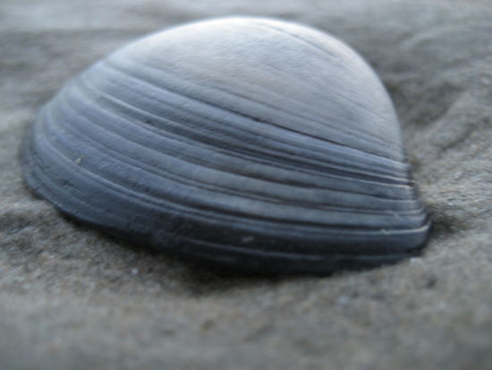 stilleben mit muschel