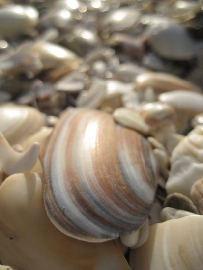 muschelstrand der bay of islands, wo wir mittagspause machten