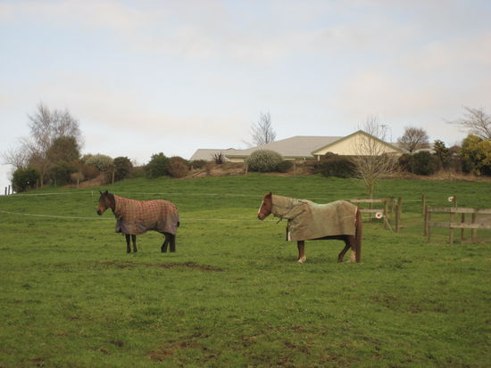fast alle pferde tragen diese maentelchen, damit sie nachts nicht frieren. oft stehen 20 solche heinzelmaennchen auf der weide, was die autofahrt selbst zum highlight macht!