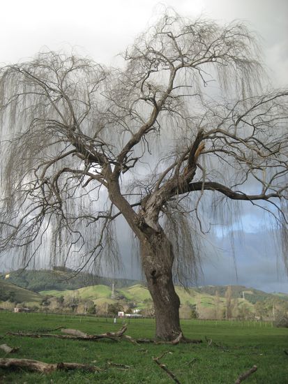 in neuseeland gibt es baeume, die man sich sonst immer nur in seiner fantasie so vorgestellt hat. ich koennte tausend baeume fotografieren.