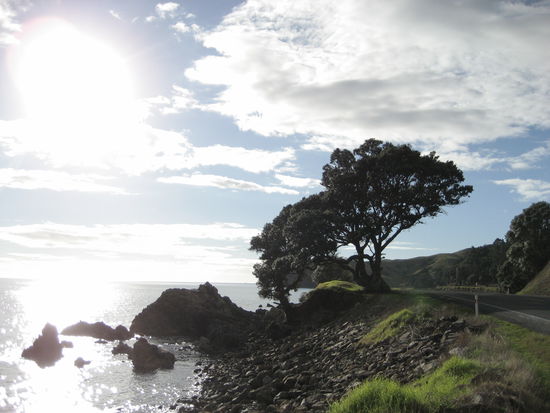 baeume, die seit jahrzehnten richtung sonne wachsen