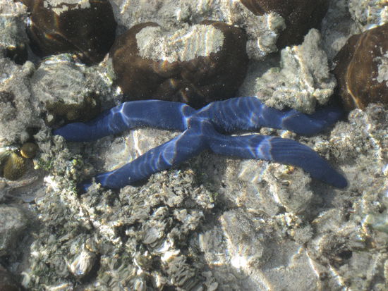 einer der seesterne, die unglaublich grell blau waren