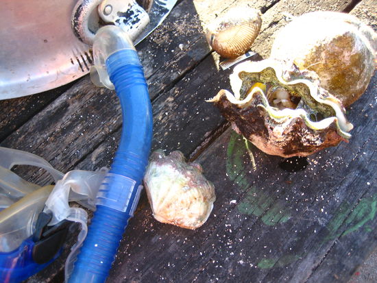 nach diesen muscheln tauchen die frauen mit schnorchel und brille. einkaufen auf fiji