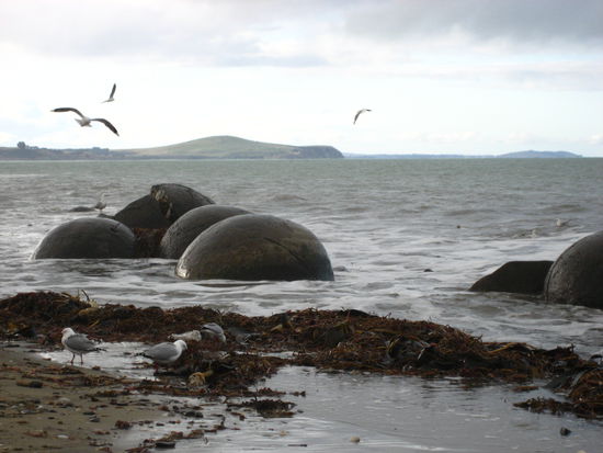im letzten moment sahen wir das schild zu den sogenannten "moreaki bolders", runde felsen, die an der kueste im meer liegen. bei ebbe wohl etwas spektakulaerer. zudem fing es an zu "graupeln", fast schneien...
