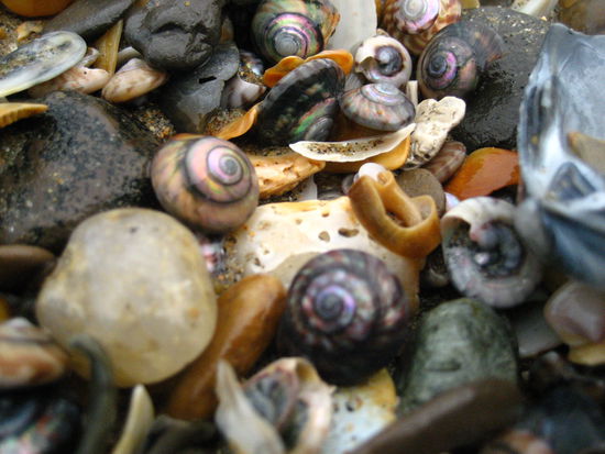 ...doch am strand lagen ueberall diese farbigen schnecken, die aehnlich wie die paua muscheln schillernd gefaerbt sind