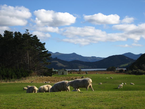 danke fuers ueberqueren lassen eurer weide auf dem weg zum strand