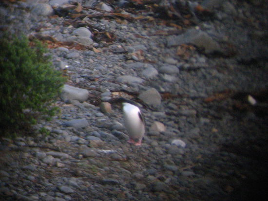 schlechtes foto, doch andererseits ein super foto da es durch das fernglas geschossen wurde. die anderen touristen beobachteten diese aktion mit skepsis und kopfschuetteln, doch wir finden es gelungen