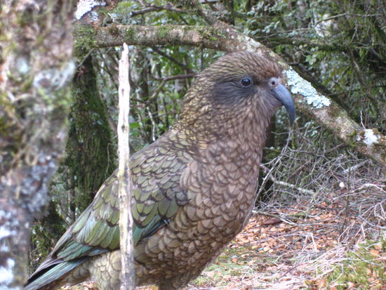 nach der fahrt wartete am mittagessen-kochen-parkplatz dieser neugierige kea. ein bergpapagei neuseelands, der anscheinend keine scheu kennt und laut reisefuehrer auch durchaus mal wanderschuhe zerfleddert, wenn sie nachts vor dem zelt stehen