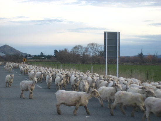 und auf der fahrt mussten wir dieser herde vorfahrt lassen, die alle frisch geschoren oder teils wohl eher verstuemmelt waren... manche sahen echt schlimm aus...