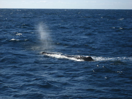 der erste der fuenf die wir sahen